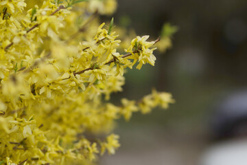little yellow flowers in bush on green background