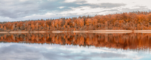 autumn in the forest
