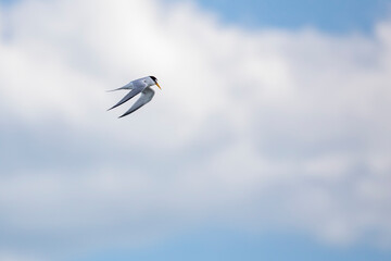 Royal Tern