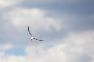 Royal Tern