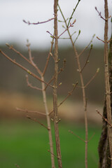 little green leafs on thin branches in spring time on green background