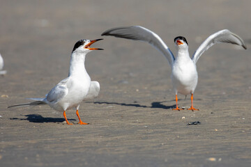 Royal Tern