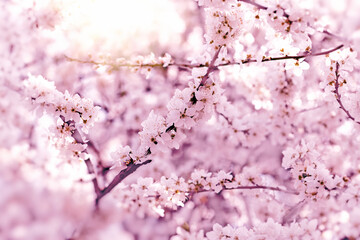 Flowering tree, beautiful branch in bloom, blooming fruit tree, flower branches lit by sun rays	