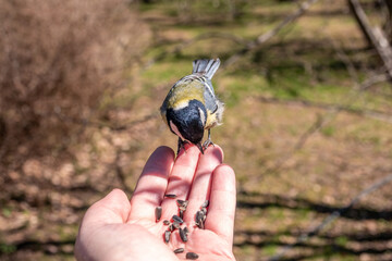A tit sits on a man's hand and eats seeds.