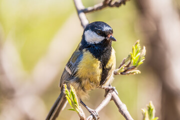 Cute bird Great tit, songbird sitting on the branch with blured background