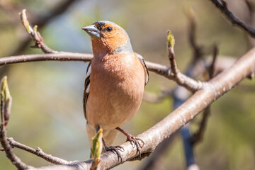 Common chaffinch, Fringilla coelebs, sits on a branch in spring on green background. Common chaffinch in wildlife.