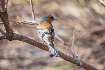 Common chaffinch, Fringilla coelebs, sits on a branch in spring on green background. Common chaffinch in wildlife.