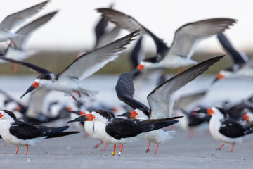 Black Skimmer