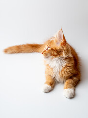 Ginger Maine Coon kitten lying on a white background