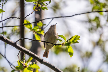 Common chiffchaff, lat. phylloscopus collybita, sitting on branch of bush in spring and looking for food