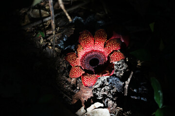 Rafflesia parasitic plant (Sapria himalayana)