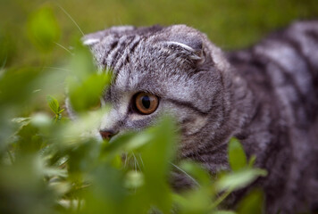 close up of a scottish fold cat