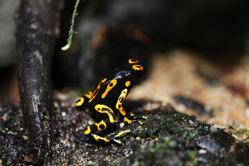 yellow banded or Bumble bee poison dart frog (Dendrobates leucomelas)