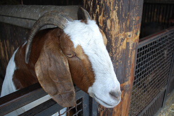 goat face © TK_Office