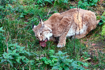 Fototapeta premium Eurasischer Luchs oder Nordluchs ( Lynx lynx ).