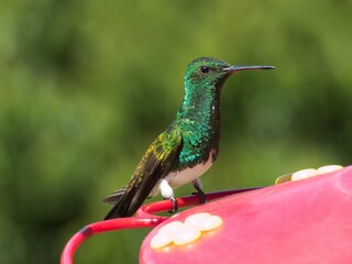 Hermosa ave colibrí o visitaflor de plumas verdes iridiscentes  © Sam