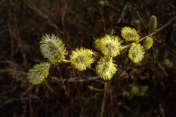 Willow branches with fluffy cats with a dark background