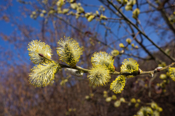 Willow branches with fluffy catkins in sunny weather, willow blossoms, spring background