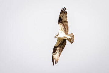 Osprey Bird
