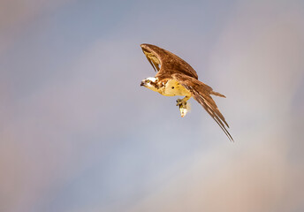 Osprey Bird