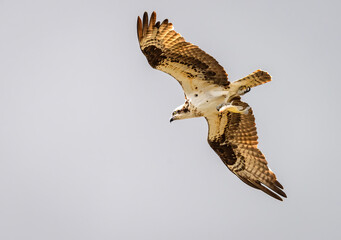 Osprey Bird