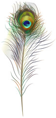 Magical colourfull peacock feather, illustration