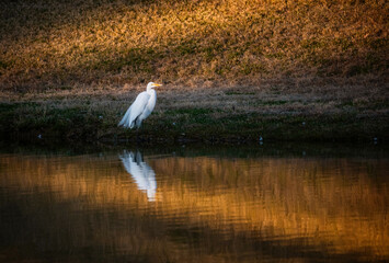 Great Egret in Sunset