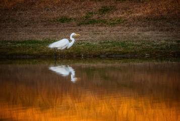 Great Egret Breeding Plumage