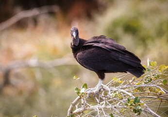 Vulture