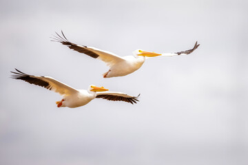 White Pelicans