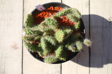 Opuntia longispina opuncja cactus