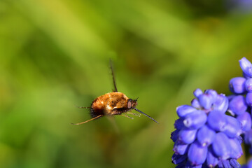 Bee fly heading for purple flowers