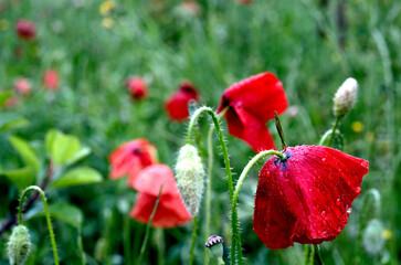 Obraz premium A meadow of poppy blossoms with dewdrops on their petals