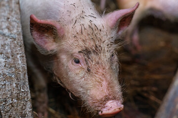 Happy dirty pig reveling in mud. Little smiling pig on farm, close-up of pig's head, big ears.