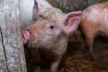 Happy dirty pig reveling in mud. Little smiling pig on farm, close-up of pig's head, big ears.