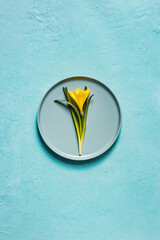 Yellow flower in a plate on a turquoise background
