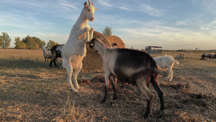 Mating games of goats on the farm. . High quality photo