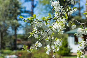 Charming ornamental garden with blooming lush trees in idyllic sunny day. Scenic image of trees in charming garden. Flowering orchard in spring time. Seasonal wallpaper. Beauty of earth