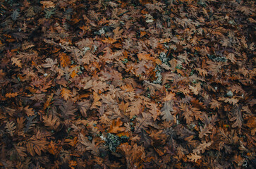fondo de suelo con textura de hojas de roble en otoño - 496525978