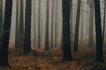 Niebla en el bosque, penumbra entre los pinos y helechos - 496525991