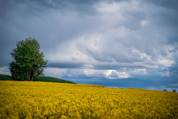 Panoramic picture or scenic landscape. Canola or rapeseed fields, trees and blue sky with clouds.