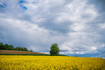 Panoramic picture or scenic landscape. Canola or rapeseed fields, trees and blue sky with clouds.