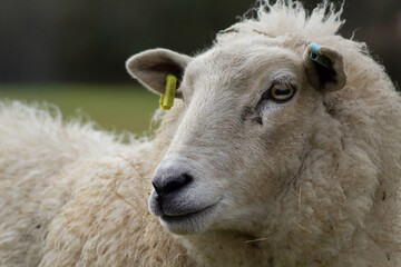 close up of a sheep