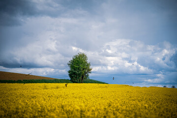 Fototapeta na wymiar Yellow rapeseed field under blue sky with clouds and sun in Germany Bavaria.