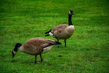 country goose branta canadensis in a park in Vancouver, Canada