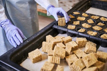Close up of woman hands holding seed starter plug for planting. Female gardener putting soil sponge plug into modular tray in greenhouse.