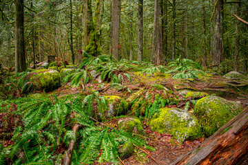 large trees in a park in Vancouver, Canada