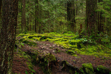 footpath in the woods
