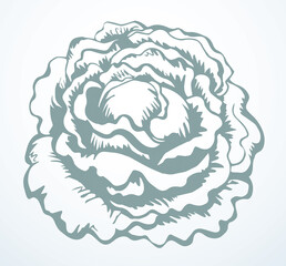 Cabbage. Vector drawing icon sign