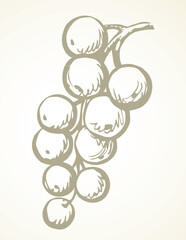 Currants on branch. Vector drawing